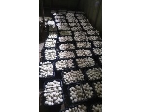 双孢菇