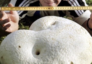 巴什科尔托斯坦共和国: 野生菌采摘者发现重达10公斤马勃