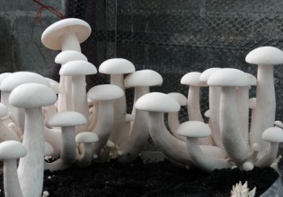 泰国：退伍老兵以种植蘑菇为人生乐趣