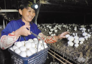 浙江：菇棚里安装空调 蘑菇嫩白长势喜人