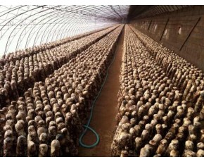新香菇出售厂家直销价低   
