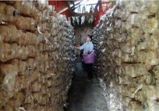 泰國：普吉島舉辦素食節忙壞蘑菇供應商