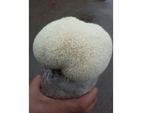 猴头菇菌种、菌棒、原种