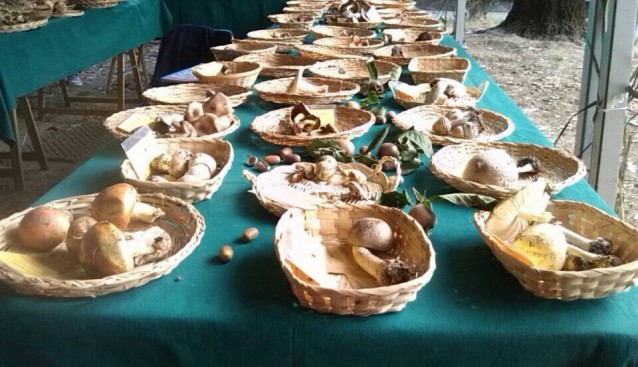 意大利米兰举办“蘑菇采摘展览节”
