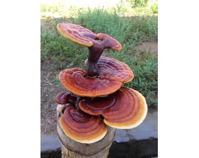 灵芝、菌种、菌棒原种