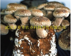 香菇木签菌种长期有售