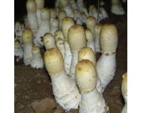 姬菇菌种 、菌棒、原种