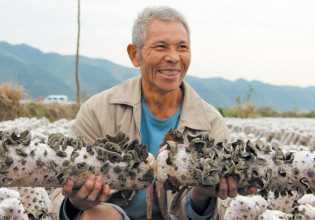 贵州：锦屏铜鼓镇食用菌生产基地开始采摘木耳