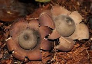 巴西：亚马逊中部地区发现真菌新物种
