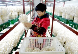 浙江：木板厂转型发展生态海鲜菇效益显著