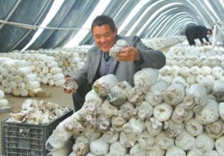 河南：葉縣“臺灣袖珍菇”喜迎豐收