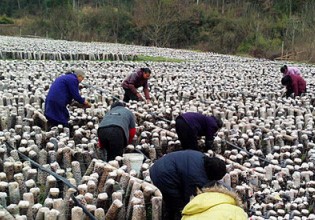 江西：安福县食用菌家庭农场助农增收