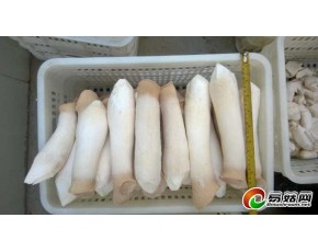 河南周口市大量供应杏鲍菇