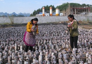 广西：环江县推行食用菌菌包集中供应生产模式
