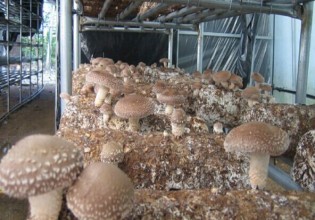 韩国：香菇新品种“山脊1号”问世