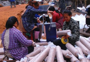湖南：靖州“娘子军”队伍助力反季节香菇生产