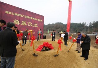 湖北：首届中华灵芝文化节在远安县隆重开幕