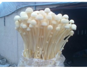 金针菇菌种、菌棒、原种 