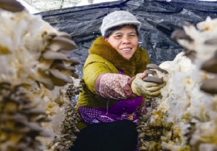 浙江：桐庐县引进黑平菇获得良好效益