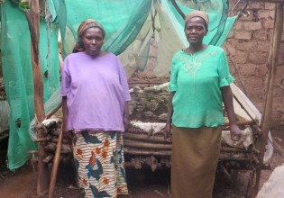 卢旺达：蘑菇种植为人们带来幸福生活