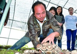 贵州：凤尾菇种植鼓起了农户的钱袋子