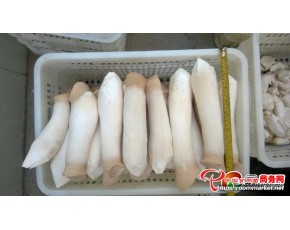 河南周口供应杏鲍菇 