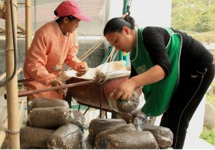 广西：凌云县引进食用菌能人带动发展特色农业