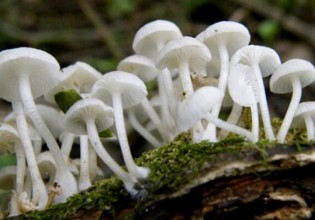 阿根廷：永加斯地区发现蘑菇新物种
