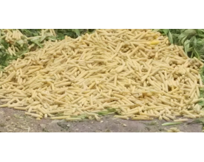 提高超甜玉米芯，玉米壳