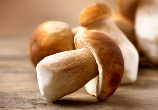 美國：索諾瑪縣野生菌資源短缺 市場供不應(yīng)求
