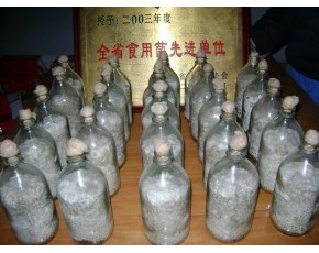 供应各种食用菌菌种