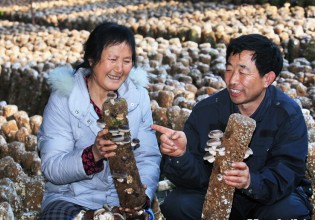 天津：香菇种植为村民们带来幸福生活