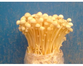 黄金针菇菌种、菌棒、原种