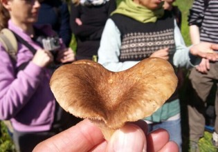 以色列：野外采摘蘑菇活动受欢迎