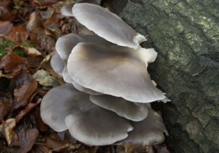 新西兰：蘑菇是土地里天然高效的“杀虫剂”