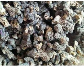 供应羊肚菌干货