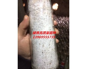 绿青食用菌