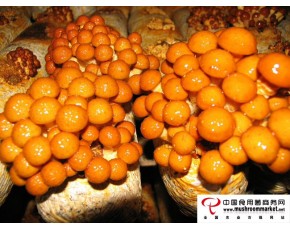 长期供应滑子菇