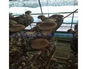 青岛出口级香菇菌棒生产厂家国外技术跟踪