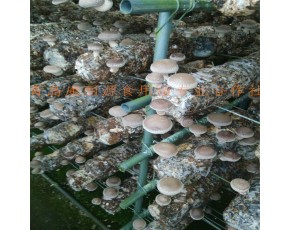 青岛出口香菇菌棒mushrooms hyphae