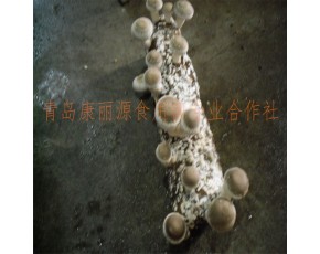 青岛康丽源食用菌专业合作社出口级香菇菌棒产量高菇型好