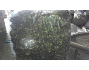 广昌茶树菇5号，广昌茶树菇3号
