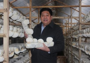 河南：夏邑县猴头菇进入盛产期