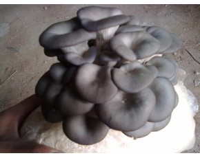 平菇菌种、。菌棒、原种