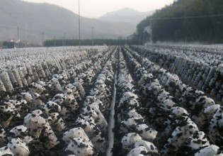 浙江：“稻耳轮作”模式实现粮食和食用菌双丰收