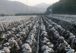 浙江：“稻耳輪作”模式實現糧食和食用菌雙豐收