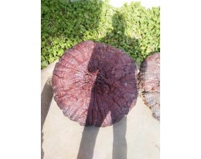 巨型灵芝