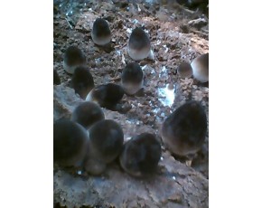 草菇菌种