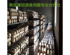 辽宁出口香菇菌棒供应商