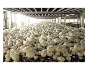 精品双孢菇供应